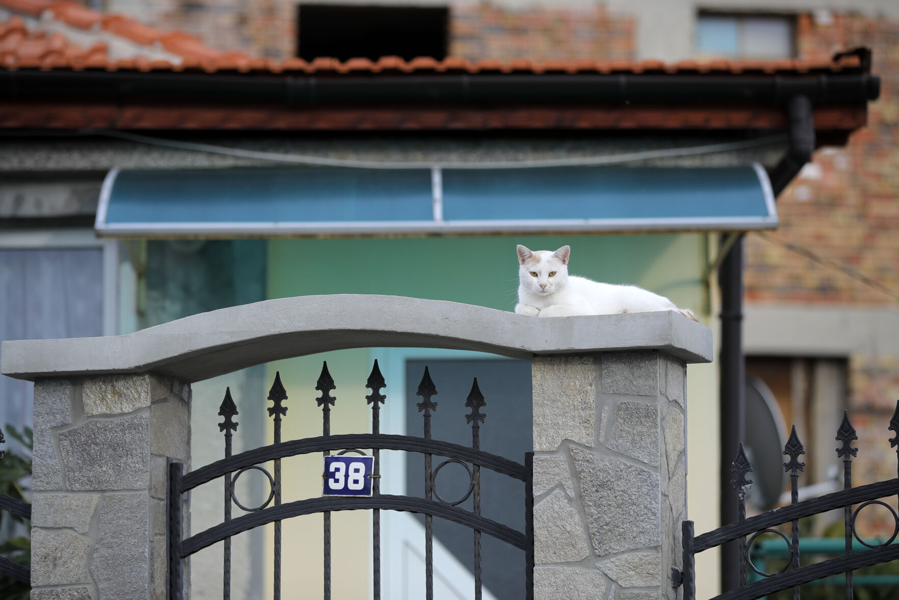 Bulgaria cat